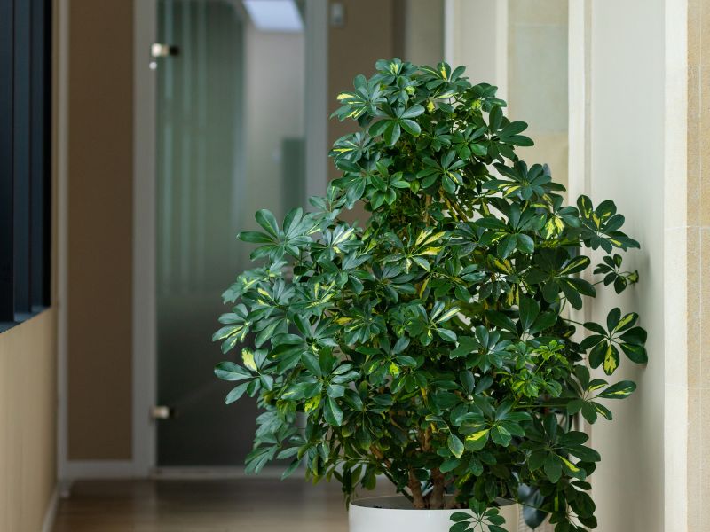 The 26 Best Office Plants To Spruce Up Your Desk 28 Dwarf Umbrella Tree