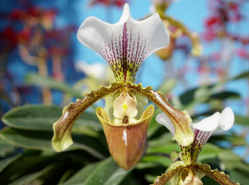 Lady Slipper Orchids Paphiopedilum Leeanum