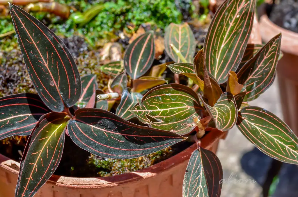 Ludisia discolor jewel orchid in bloom