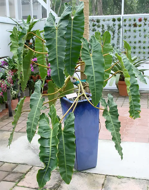 Philodendron Billietiae Croat