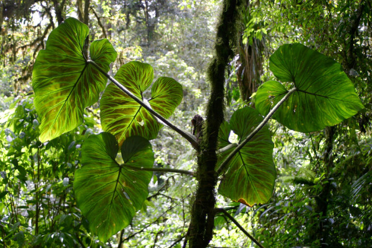 Philodendron verrucosum