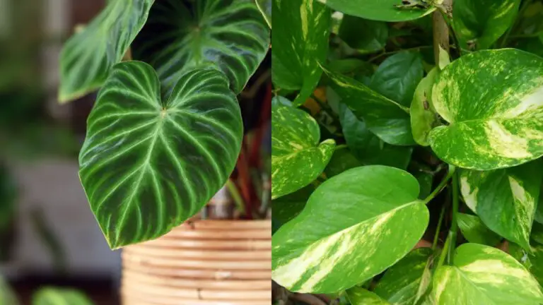 Philodendron vs Pothos: Spotting the Differences