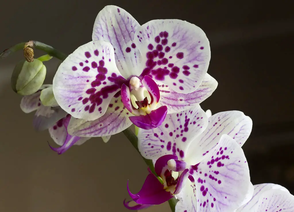Purple-Spotted Moth Orchid white phalaenopsis orchid bloom