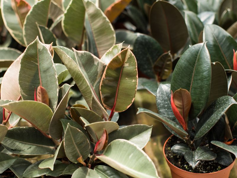 23 Most Common Houseplants That Are Low-Maintenance 16 Rubber Plant