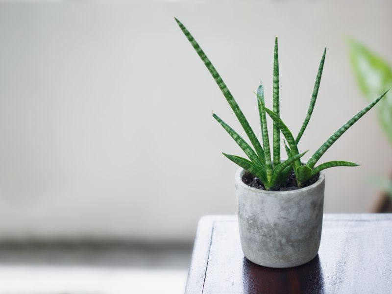 23 Most Common Houseplants That Are Low-Maintenance 2 Snake Plant
