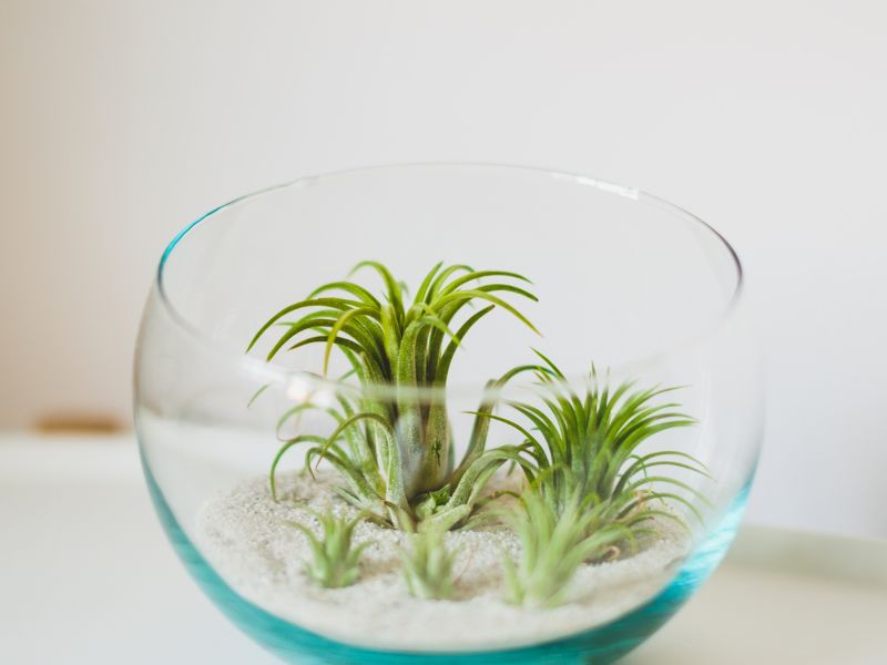 The 26 Best Office Plants To Spruce Up Your Desk 12 Tillandsia