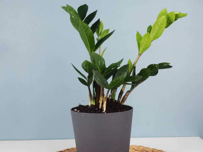 23 Most Common Houseplants That Are Low-Maintenance 6 ZZ Plant