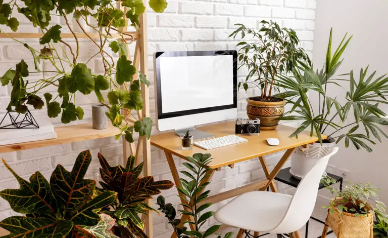 The 26 Best Office Plants To Spruce Up Your Desk
