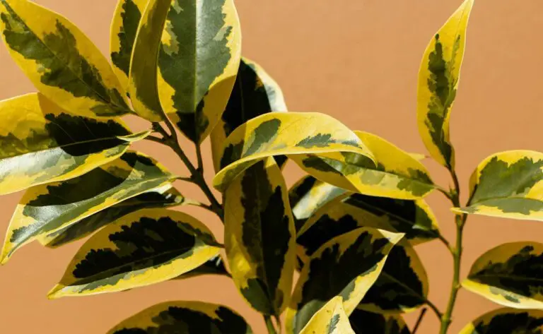 How To Grow And Care For Ficus Tineke (Rubber Plant)