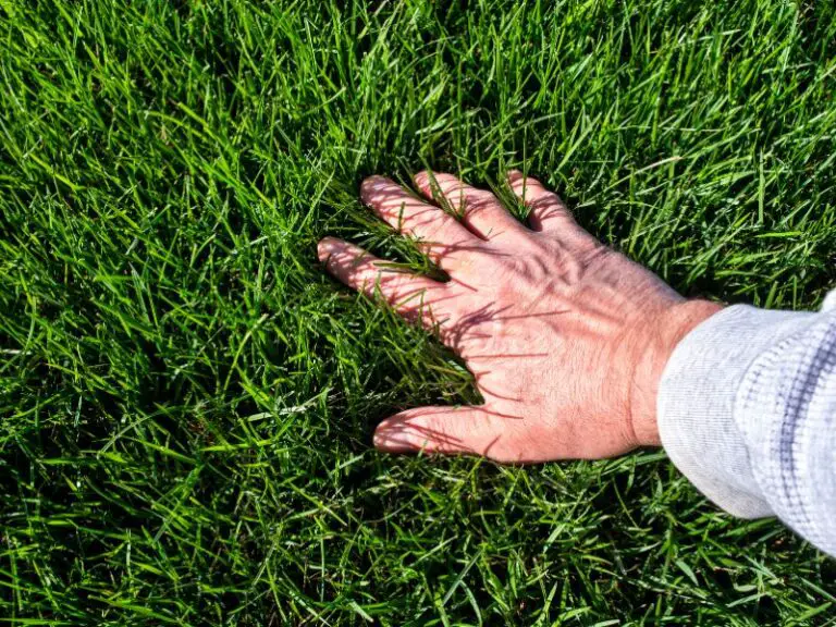 hand in green lawn