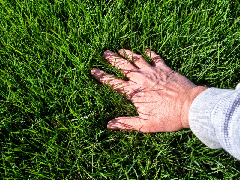 How Long To Wait Before Watering Or Mowing Lawn After Liquid Iron Application 5 hand in green lawn