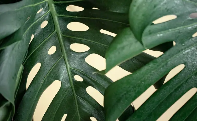 Variegated Monstera: A Complete Guide To This Swiss Cheese-Looking Plant