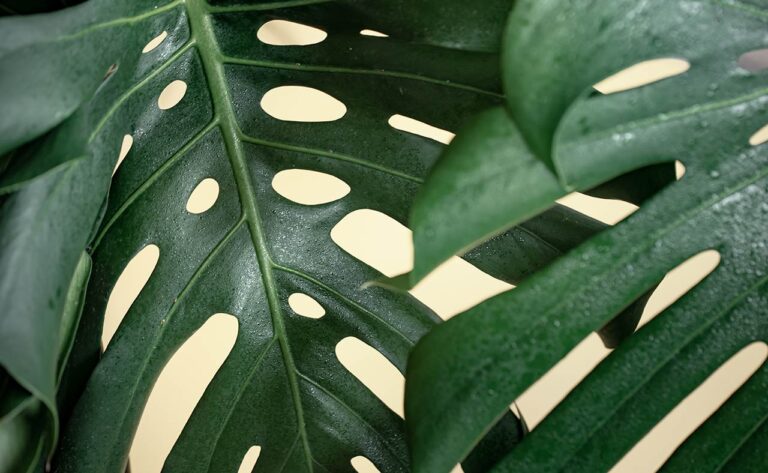 Variegated Monstera: A Complete Guide To This Swiss Cheese-Looking Plant 27 Variegated Monstera: A Complete Guide To This Swiss Cheese-Looking Plant