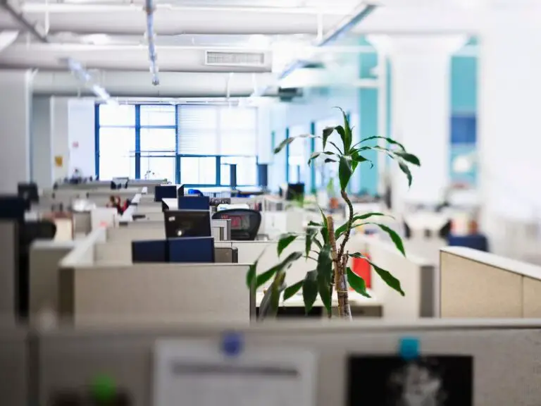 office cubicles with plant