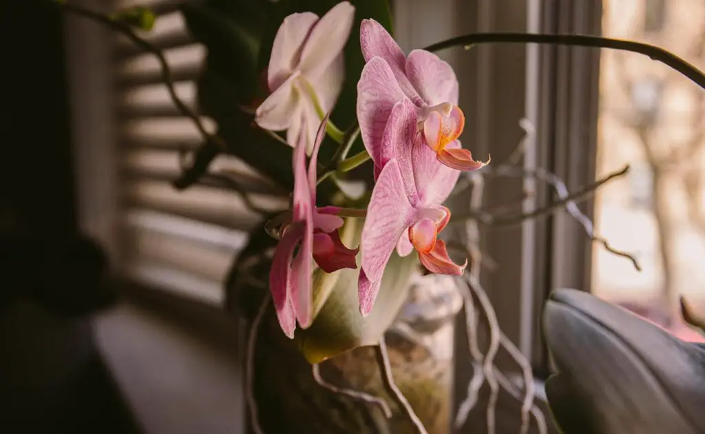 orchid indoors 2