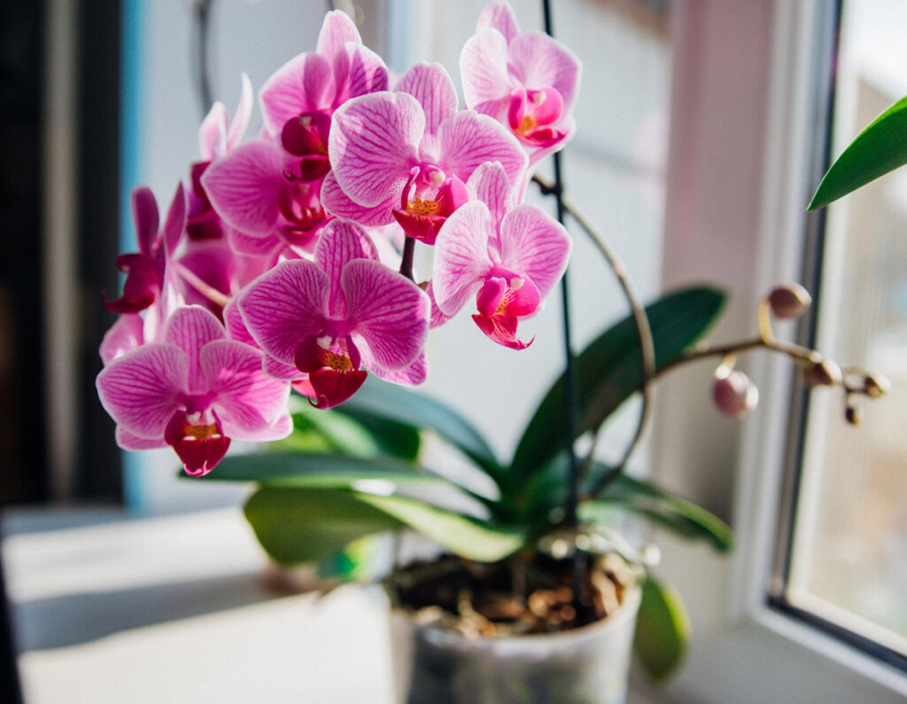 11 Types Of Orchids You Can Grow As Houseplants 1 phalaenopsis orchid in a flower pot on the windowsill
