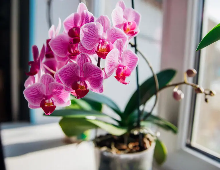 phalaenopsis orchid in a flower pot on the windowsill