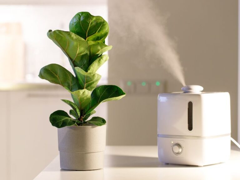 The Best Humidifiers For Houseplants (2023)