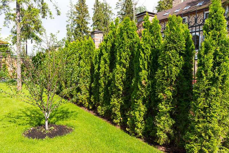 145 Plant Quotes For Instagram & Plant Lovers Who Need Inspiration 6 privacy trees