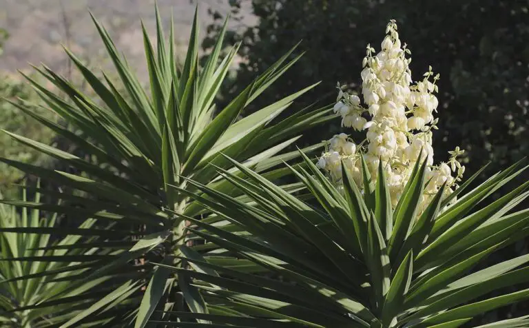 Spineless Yucca: Care, Growth, and Propagation Guide