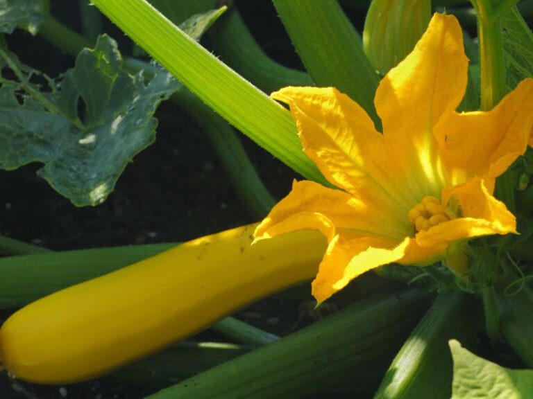 squash blossom