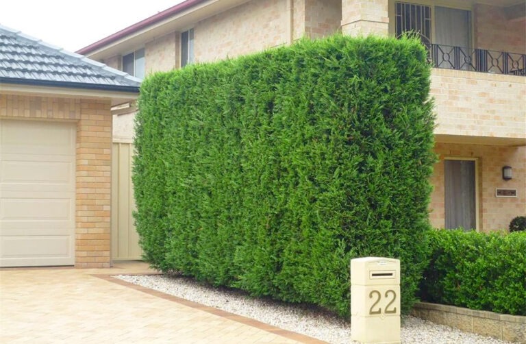 tree privacy hedge