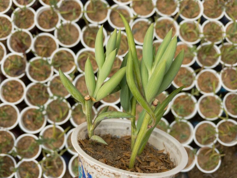 String of Bananas Plant Care and Growing Guide (Expert Tips) 19 string of bananas plant