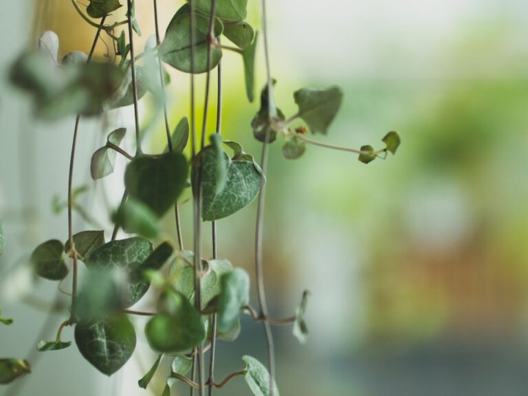 string of hearts plant closeup