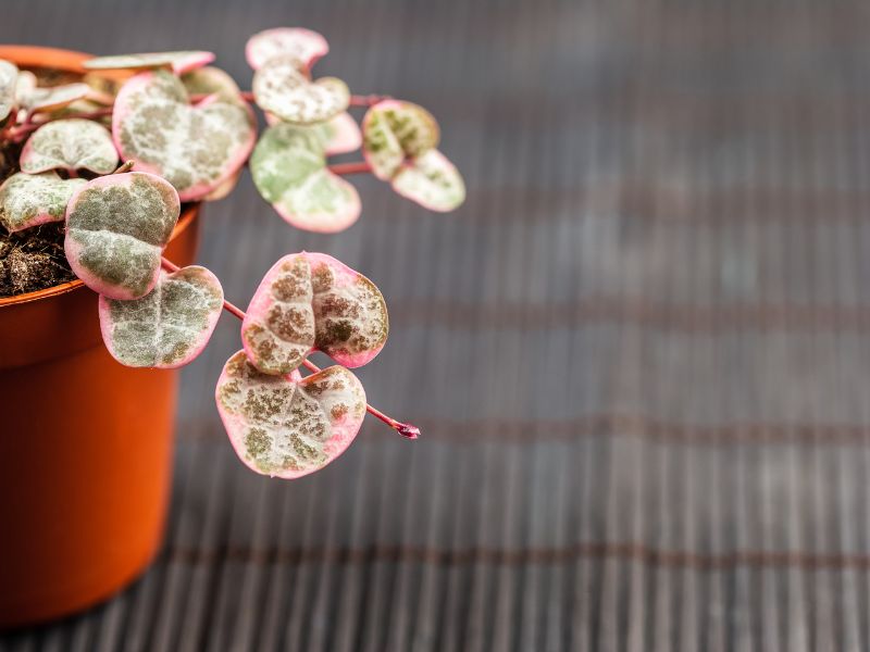 string of hearts plant in pot