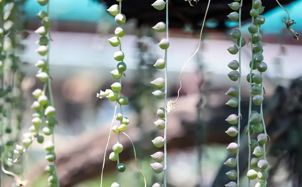 string of pearls 2