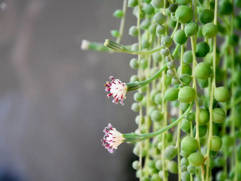 string of pearls plant closeup