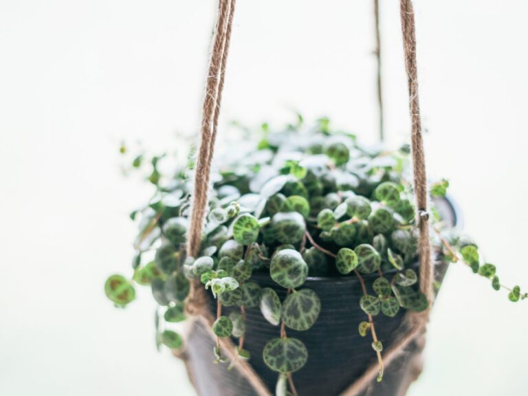 string of turtles plant hanging