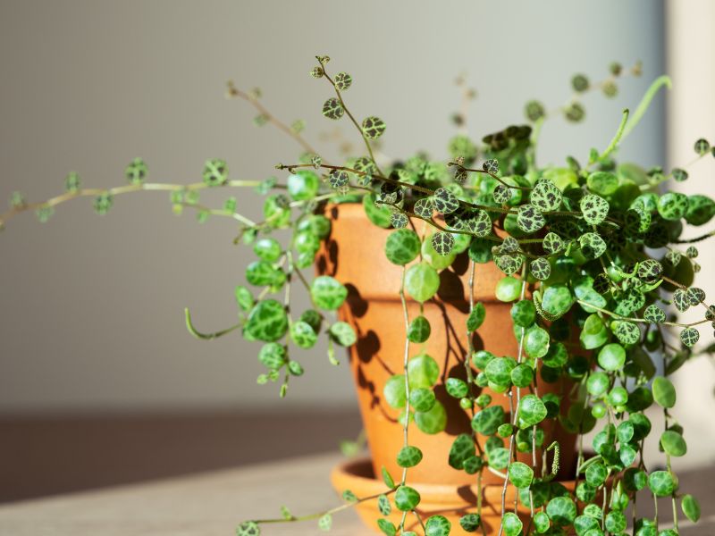 string of turtles plant in pot closeup