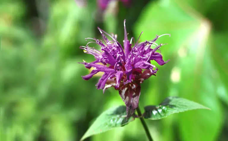 When Does Bee Balm Bloom? What To Know