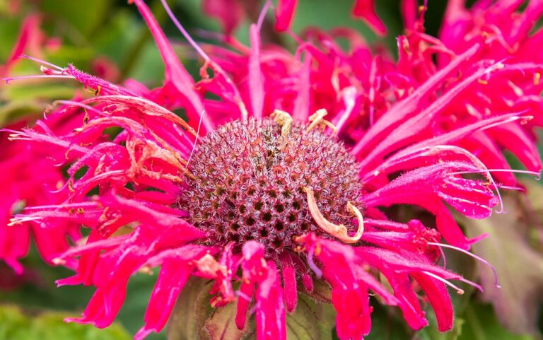 Bee Balm Uses: Exploring Its Medicinal And Gardening Benefits