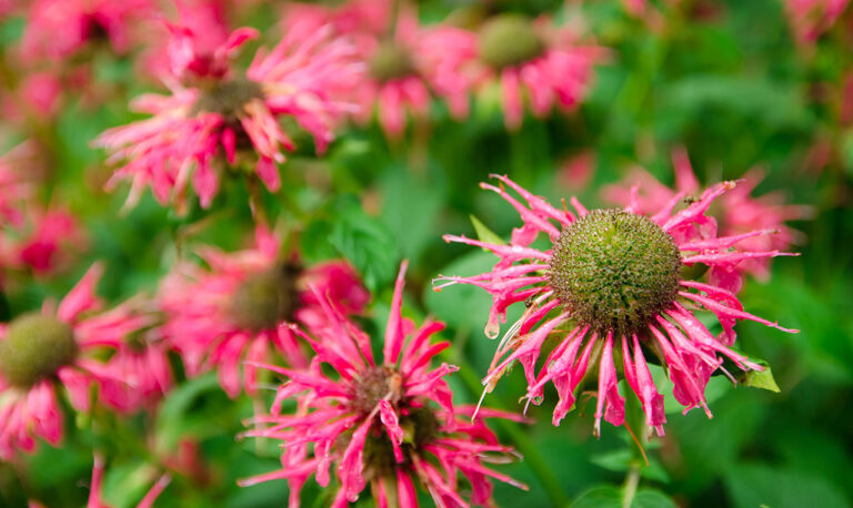 Bee Balm: Comprehensive Guide to Planting, Care, and Benefits