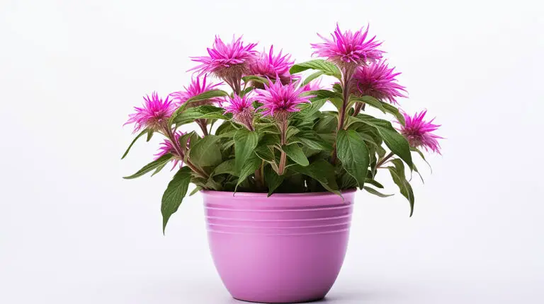 Can You Grow Bee Balm In Containers? A Guide for Small Spaces