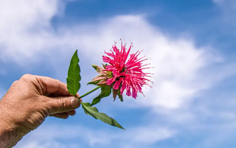 Avoid This: What Not To Plant With Bee Balm