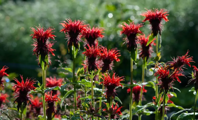 Is Bee Balm Invasive? Read This Before Planting!