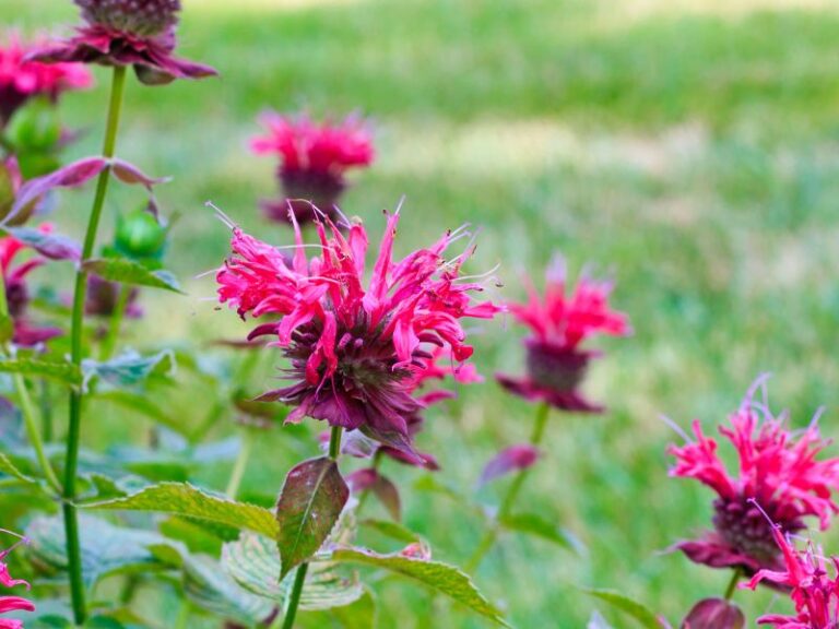bee balm blooms
