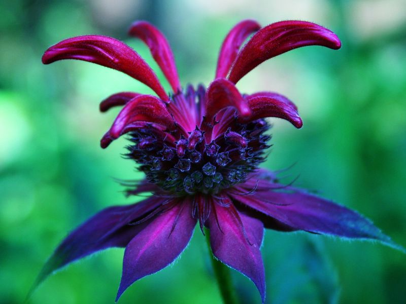Can You Grow Bee Balm In Containers? A Guide for Small Spaces 3 bee balm purple