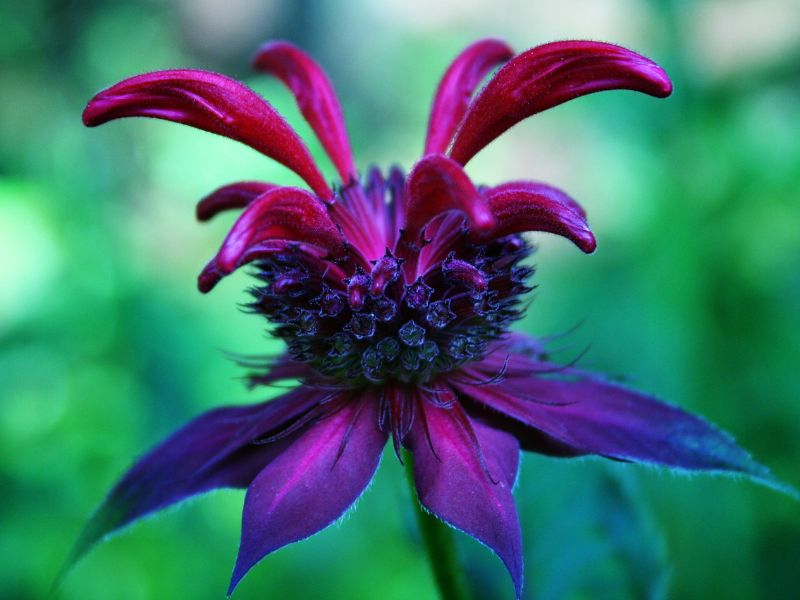 bee balm purple