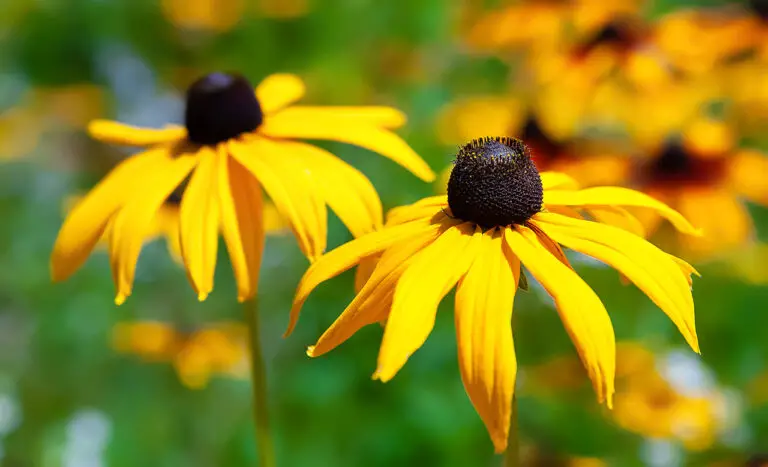 15 Best Bee Balm Companion Plants