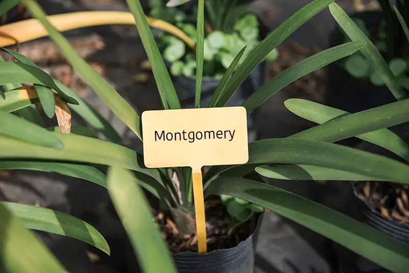 montgomery botanic