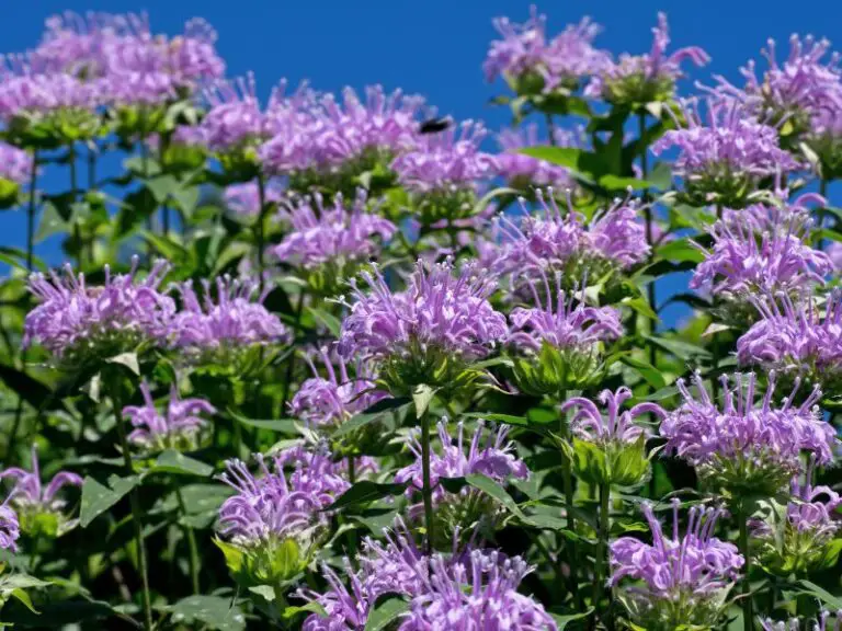bee balm blooming purple