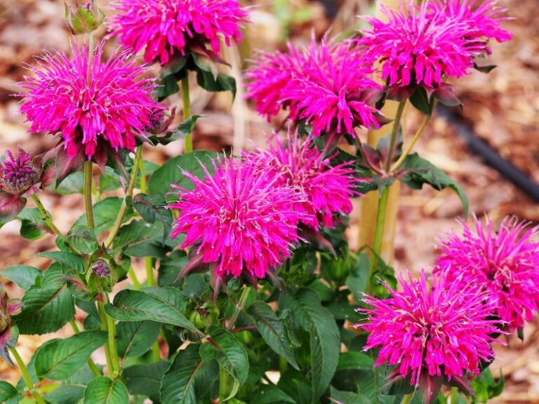 Bee Balm: Comprehensive Guide to Planting, Care, and Benefits
