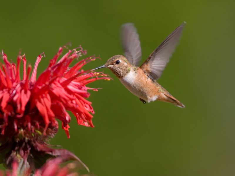 hummingbird in red bee balm