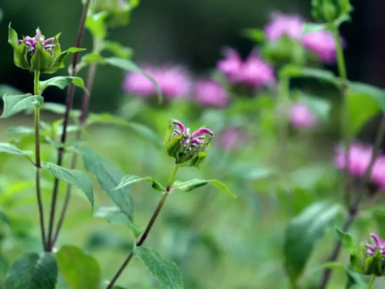 Bee Balm Uses: Exploring Its Medicinal And Gardening Benefits