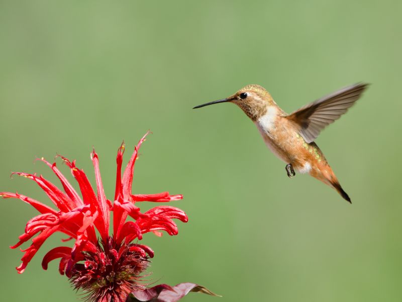 red bee balm and hummingbird