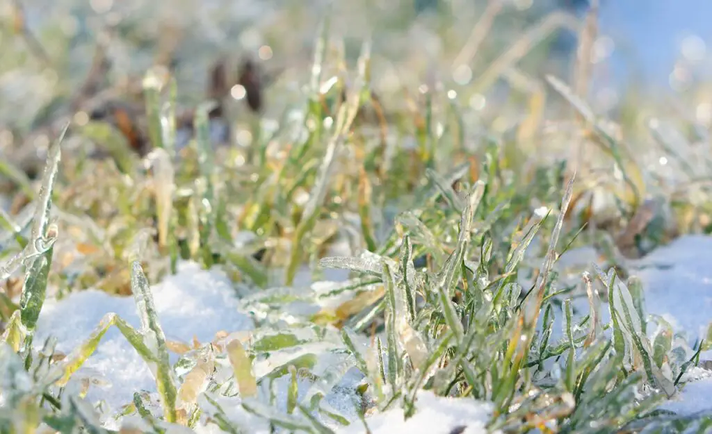 cold weather grass